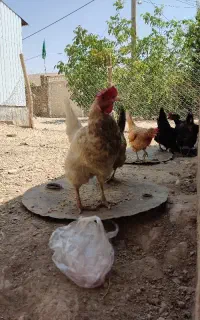 مرغ و خروس