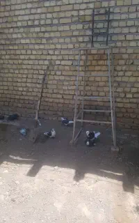 گبوتر
