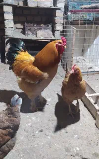 خروس
