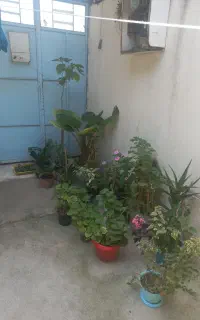 گل عمده بخرید ارزون