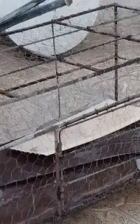 لانه مرغ
