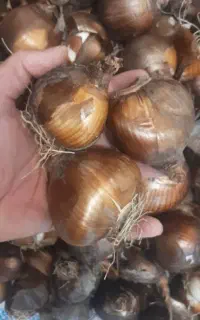 پیاز گل نرگس