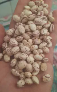 فروش لوبیا چیتی درجه یک
