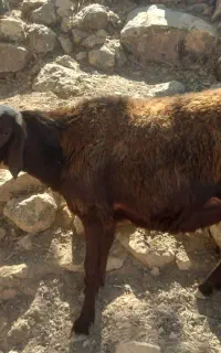 قوچ داشتی