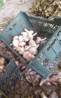 چند نفرکارگر خانم نیازه