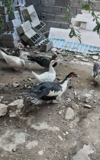 اردک اسراعیلی نرو ماده