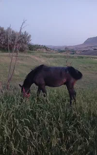 کر اسب فروشی
