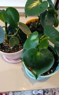 گل قطره باران