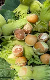 فندق درجه یک امساله
