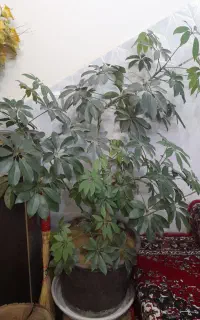 گل شفلرا بزرگ