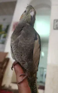 عروس هلندی گم شده