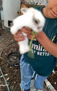 خرگوش ۲۵روزه