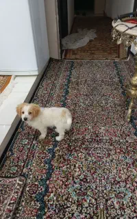 سگ پا کوتاه سفید