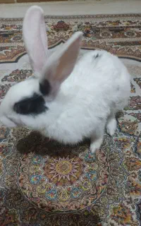حیوان خانگی