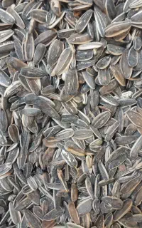 تخمه افتاب گردون