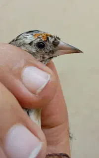 یک عددسره نرالیگودرزنیم گل