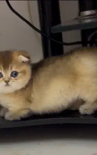 خاص‌ترین گربه‌ها برای شما