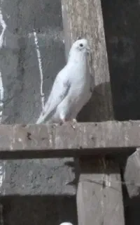 خال پیس پرشی
