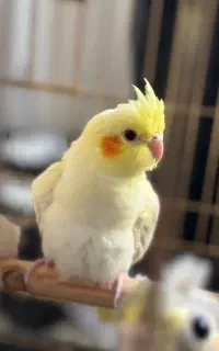 عروس هلندی زیبا