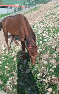 اسب معاوضه با مادیان