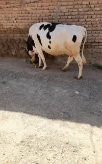 گاوشیری