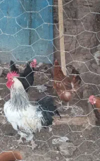مرغ و خروس