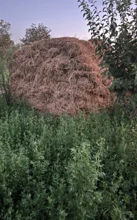 یونجه خالص بر دوم