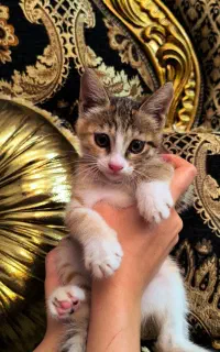 واگذاری بچه گربه‌ی کالیکو ۳ ماهه