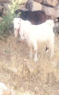 فروش چهار عدد بزغاله نر