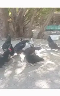 مرغ تخم گذار