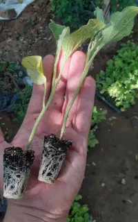 نشا گوجه بادمجان فلفل