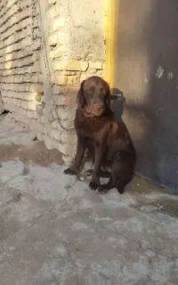 سگ ماده