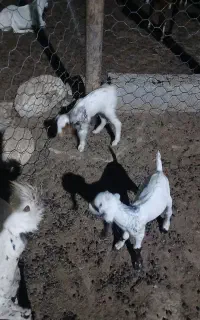 بز دوقلو صلاله