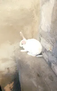 خرگوش