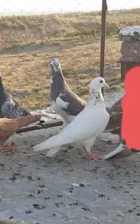 کفتر یا کبوتر