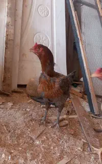 مرغ لاری اصیل