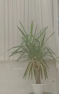 یوکا
