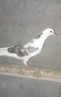 کفتر  همه شکار قیمت مناسب