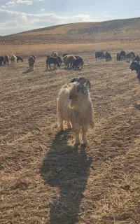 دوبر  تگه