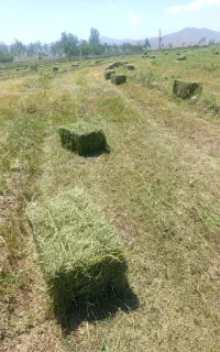 یونجه