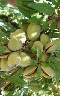 گردو تکونی و بادوم تکونی و....