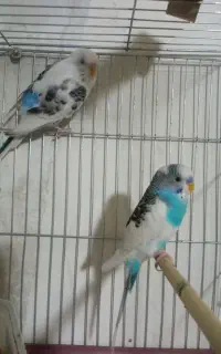 جفت مرغ عشق
