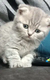گربه اسکاتیش