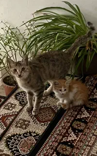 گربه