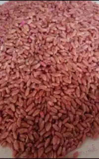 بذر گندم درجه یک