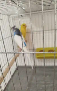 مرغ عشق