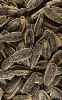 پخش تخمه و آجیل ویژه سوپرمارکت‌ها و توزیع‌کنندگان