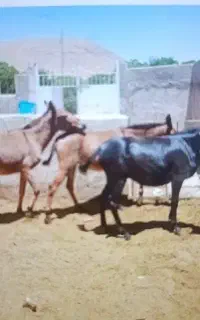 قاطر ماده