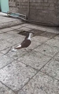 دوبال