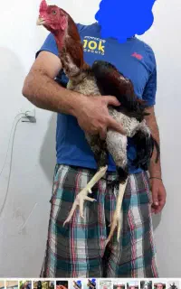 خروس لاری